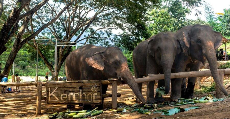 Chiang Mai: Full-Day Kerchor Elephant Eco Park Tour & Trek - Guides, Safety, and Real-World Logistics (What You’ll Feel During the Day)
