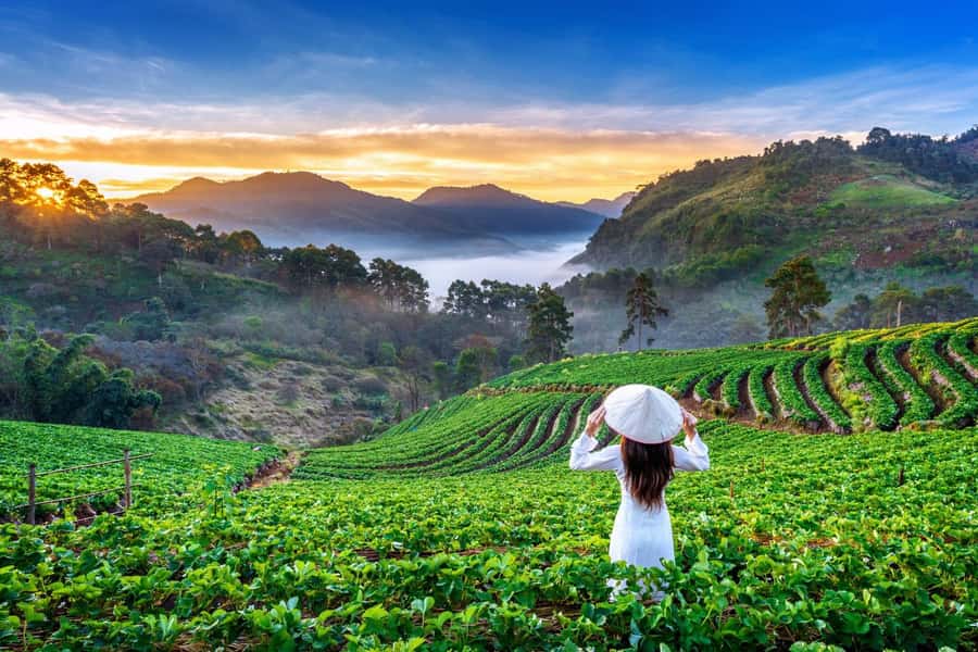Chiang Mai: Full-Day Private Car Charter to Doi Ang Khang - Wild Cherry in February and the Highlands Crop Stops