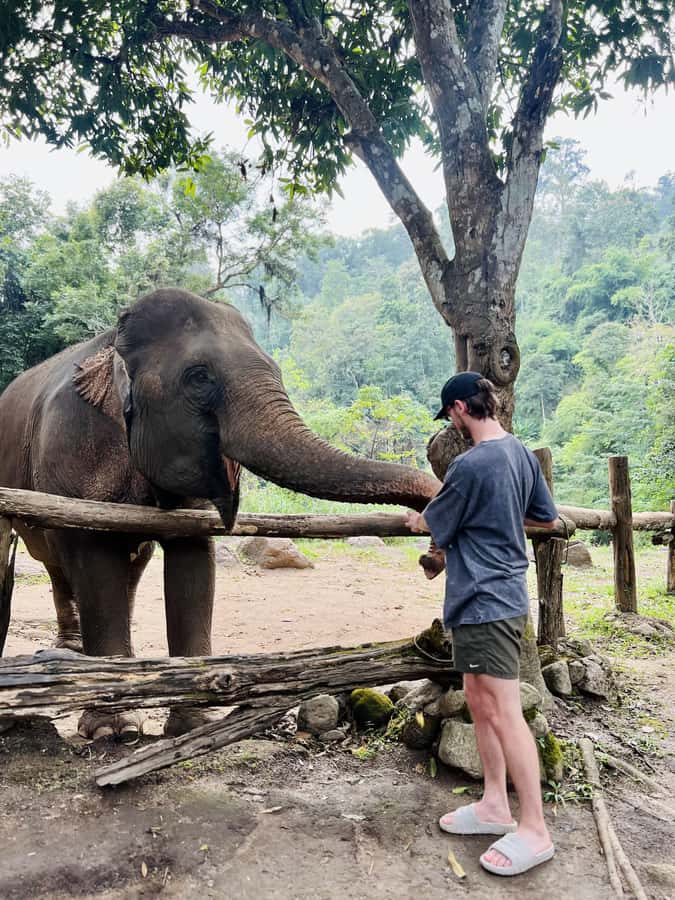 Chiang Mai Full-Day: Trekking, Tubing & Elephant Observation - Elephant observation: what “ethical” means in practice here