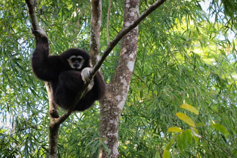 Chiang Mai: Gibbons, Trekking & Mae Kampong Small Group Tour - The key moments that make this Chiang Mai tour worth it
