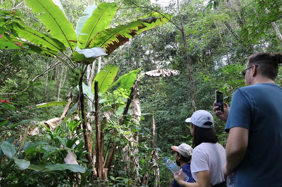 Chiang Mai: Gibbons, Trekking & Mae Kampong Small Group Tour - Getting out of Chiang Mai: the mountain run that sets the day’s pace