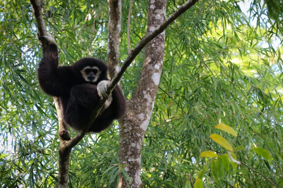 Chiang Mai: Gibbons, Trekking & Mae Kampong Small Group Tour - The secret jungle trail: 3–5 km of steep, uneven reality