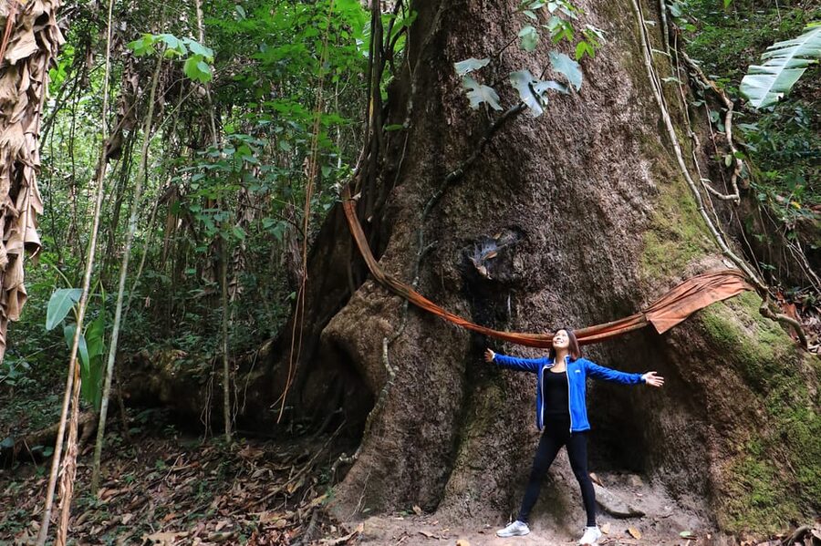 Chiang Mai: Gibbons, Trekking & Mae Kampong Small Group Tour - Gibbon viewing in the forest: why timing matters and why sightings aren’t guaranteed