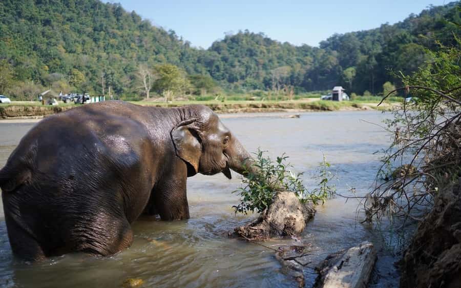 Chiang Mai Half-Day Adventure: River Tubing & Waterfall - Key highlights worth the hype