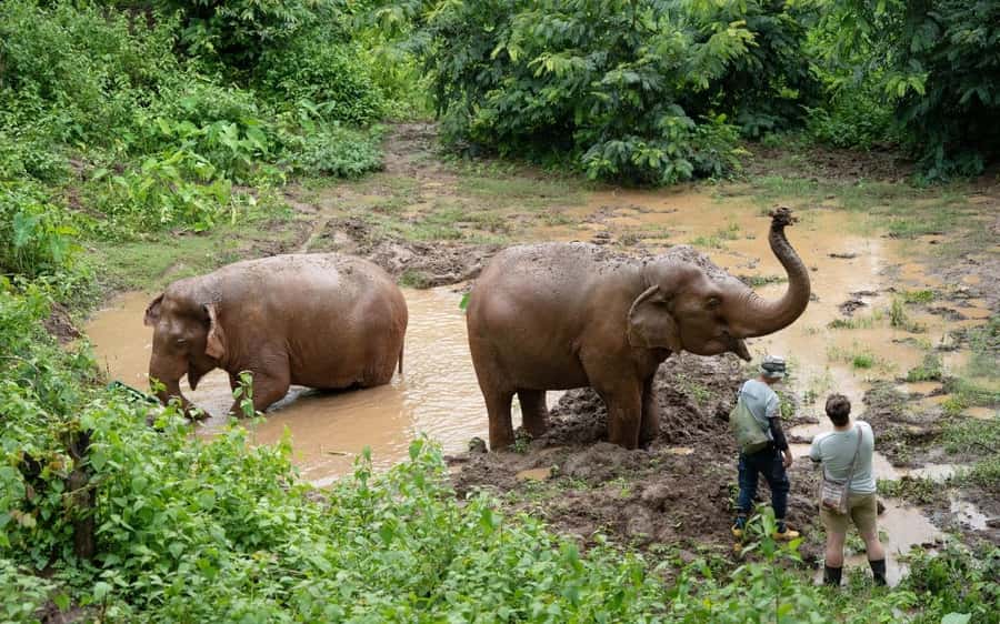 Chiang Mai Half-Day Adventure: River Tubing & Waterfall - Optional elephant feeding: what it costs and what ethical means here