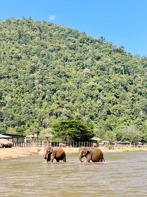Chiang Mai Half-Day Adventure: Tubing & Elephant Feeding - Who should book this, and who should skip it