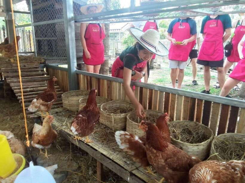 Chiang Mai: Half Day Cooking Class at Organic Farm - The 5-hour rhythm: market, garden tour, then curry paste to spring rolls