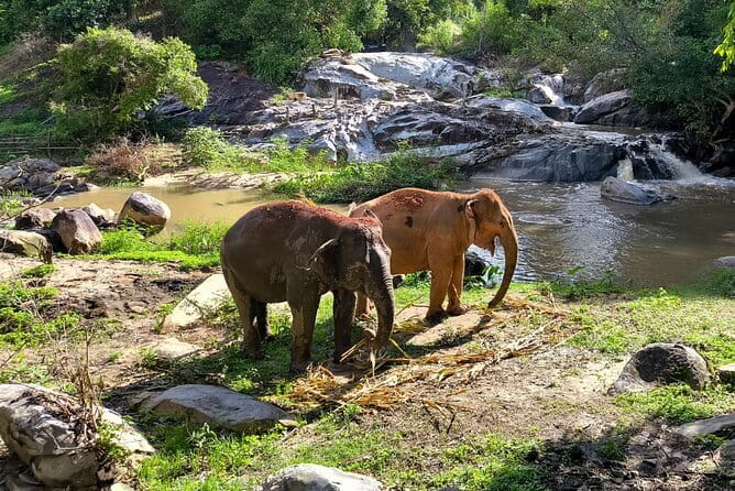 Chiang Mai Half Day Elephant Sanctuary Observation and Waterfall - Key things to know before you go