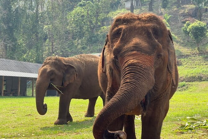 Chiang Mai Half Day Elephant Sanctuary Observation and Waterfall - Lunch and Thai craft: the cultural part that isn’t just filler