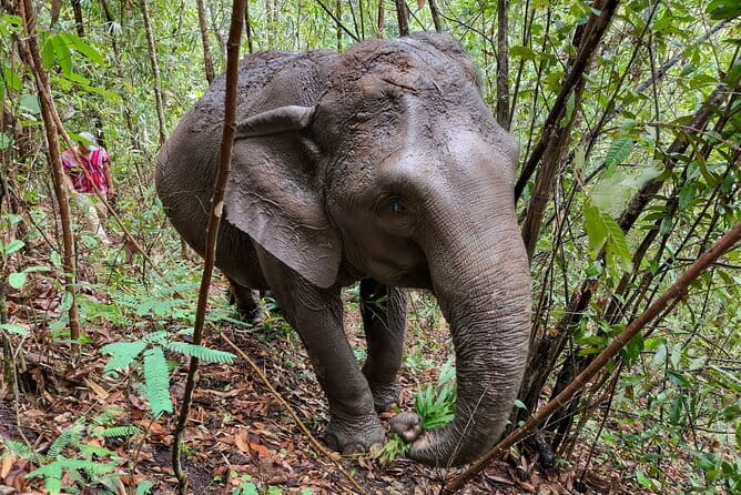 Chiang Mai Half Day Elephant Sanctuary Observation and Waterfall - Elephant observation: feeding, behavior, and real rules