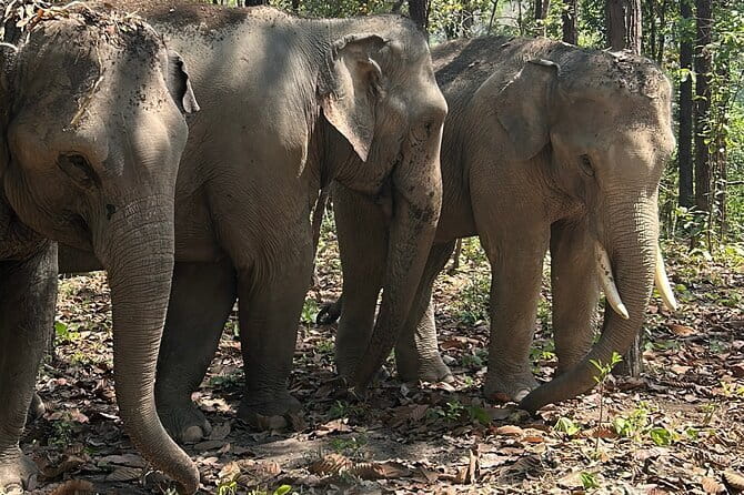 Chiang Mai Half Day Tour: Doi Inthanon Elephant Sanctuary - Ethical Elephant Care at Doi Inthanon: How the Rules Affect What You See
