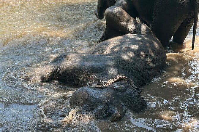 Chiang Mai Half Day Tour: Doi Inthanon Elephant Sanctuary - Possible Downsides: What Could Ruin Your Morning
