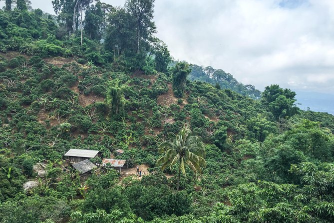 Chiang mai Hike & Downhill Bike Adventure –Suthep National Park - Khun Chang Khian hill tribe village: rest, eat, and look around