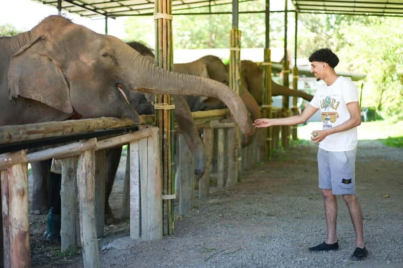 Chiang Mai: Jungle Jumbo Elephant Sanctuary with Waterfall - Key Highlights That Matter in Practice