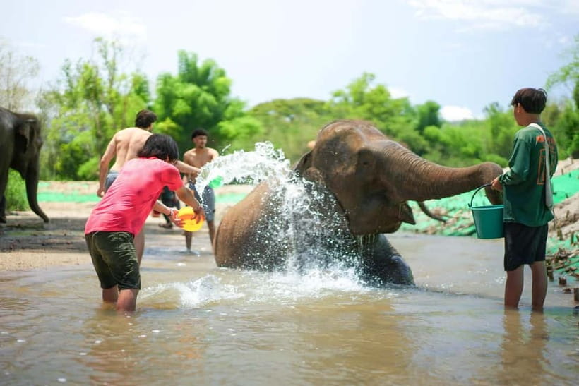 Chiang Mai: Jungle Jumbo Elephant Sanctuary with Waterfall - The Jungle Walk to the Waterfall: Where the Timing and Water Conditions Show