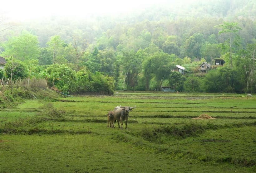 Chiang Mai: Jungle Jumbo Elephant Sanctuary with Waterfall - Ethics and Animal Safety: What to Watch and What to Ask
