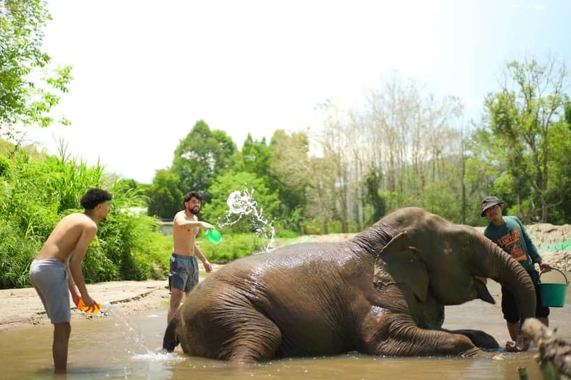 Chiang Mai: Jungle Jumbo Elephant Sanctuary with Waterfall - Price and Value in Chiang Mai Terms: What $45 Gets You