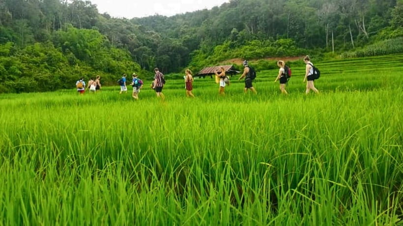Chiang Mai: Jungle Trek, Elephants care & Bamboo Rafting - The Elephant Care Title: What to Confirm Before You Book