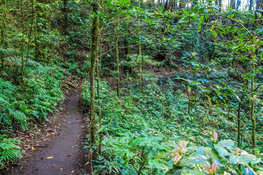 Chiang Mai: Kew Mae Pan Nature Trail & Doi Inthanon Day Trip - Wachirathan Waterfall: why the finish feels calmer