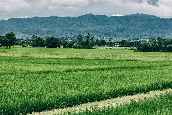 Chiang Mai Muay Thai Boxing Experience - Lunch after training: the underrated recovery move
