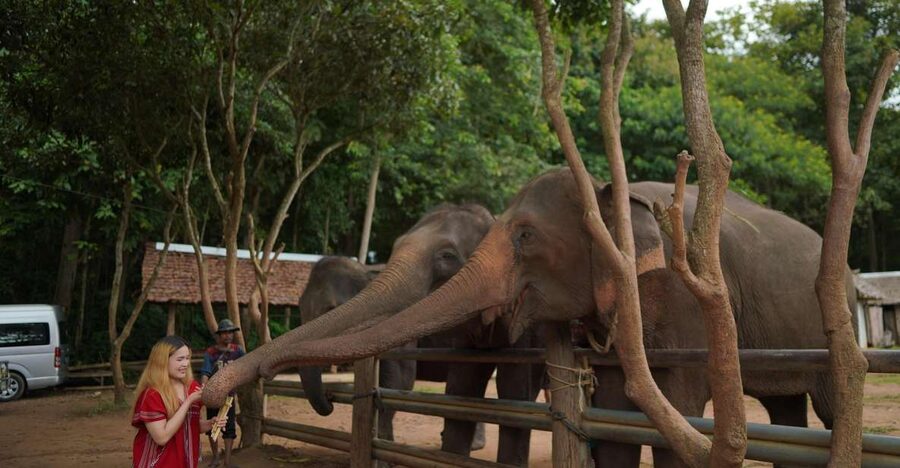 Chiang Mai: National Elephant Care, Rafting, & Ziplines Trip - Morning Pickup: from Chiang Mai to Mae Wang Elephant Habitat Park