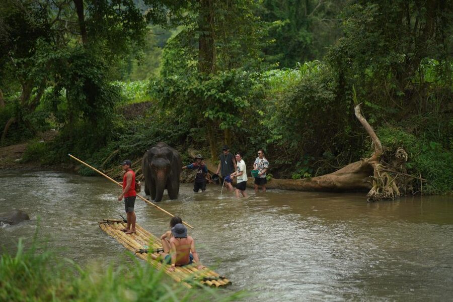 Chiang Mai: National Elephant Care, Rafting, & Ziplines Trip - Or choose the Mae Wang Zipline Adventure: forests, platforms, and a 360 view