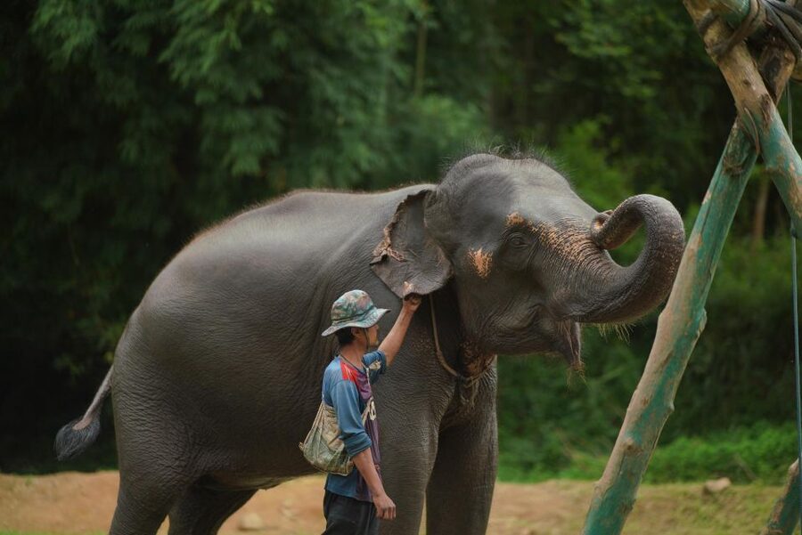 Chiang Mai: National Elephant Care, Rafting, & Ziplines Trip - Should you book this Chiang Mai elephants, rafting, and zipline day?