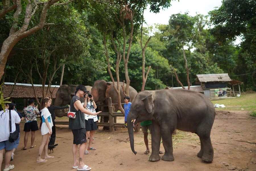 Chiang Mai: National Elephant Care, Rafting, & Ziplines Trip - National Elephant Care at Mae Wang: what you’ll do and learn