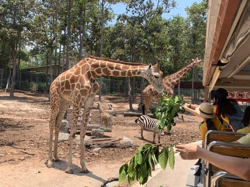 Chiang Mai Night Safari: Entry Ticket with Tram Ride - Price and Value: How $34 Works in Real Life