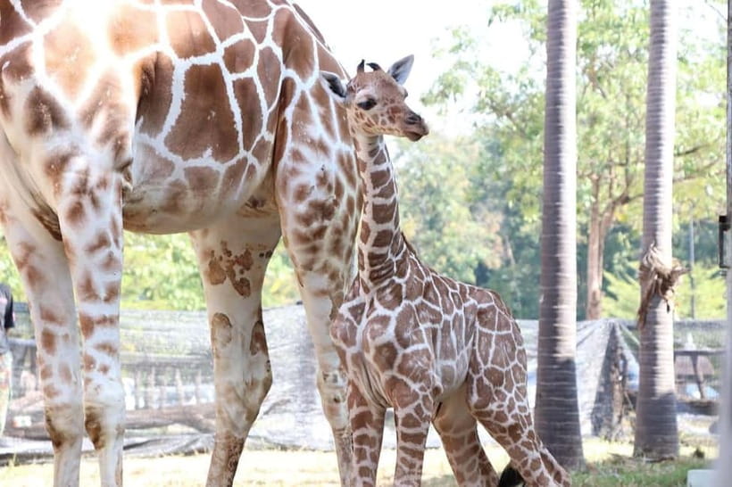 Chiang Mai Night Safari: Entry Ticket with Tram Ride - Ethics and Animal Welfare: Why This Type of Safari Feels Different