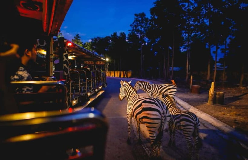 Chiang Mai Night Safari Ticket & Tram Rides Optional Pickup - Walking Trails: Scenic, Lit Paths and Self-Directed Exploration