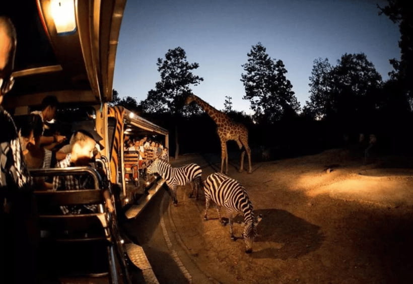 Chiang Mai: Night Safari Ticket with Transfer - The point of this night safari ticket: animals in active hours