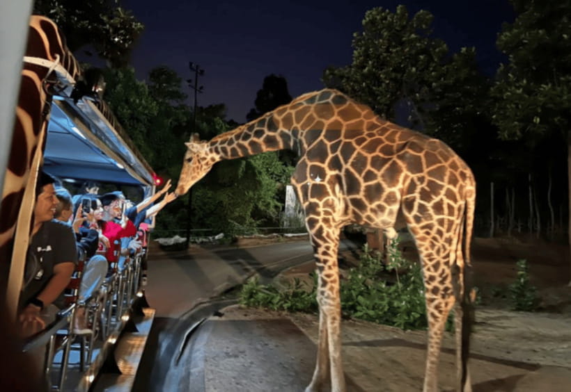 Chiang Mai: Night Safari Ticket with Transfer - Inside the park: how the three zones change what you’ll notice