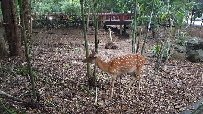 Chiang Mai Night Safari Tour including Transfer (Minimum 2 pax) - Quick takeaways
