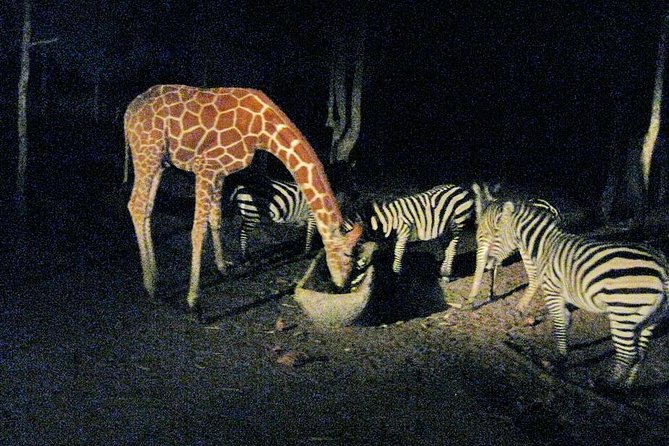 Chiang Mai Night Safari Tour including Transfer (Minimum 2 pax) - Musicals, Fountains, and Your Photo Game Plan
