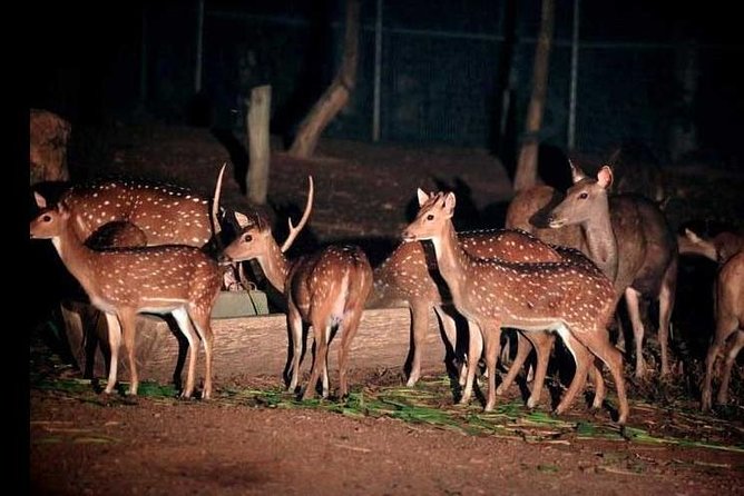 Chiang Mai Night Safari Tour including Transfer (Minimum 2 pax) - The Real Value Question: Is $79.08 Worth It?