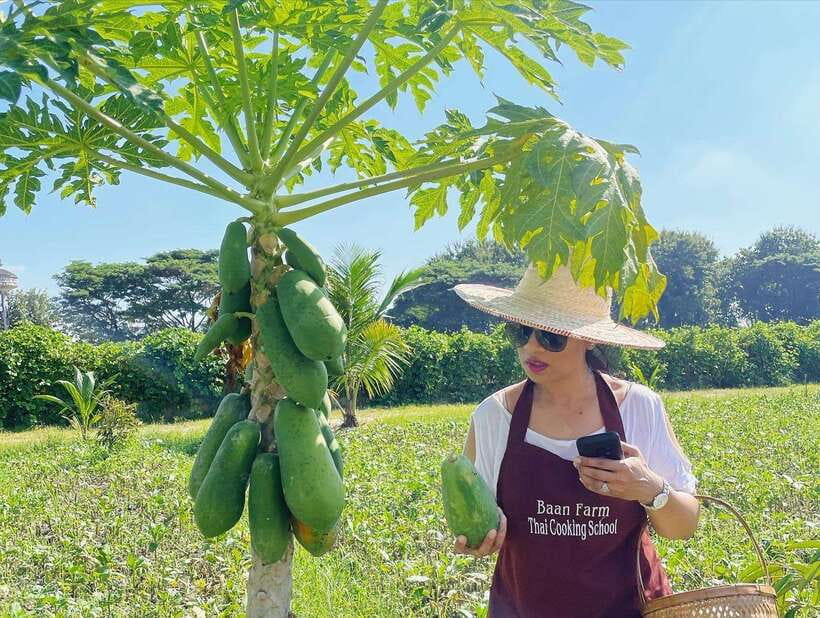 Chiang Mai Organic Thai Cooking Experience - Pickup and the local market run: where your Thai flavors begin