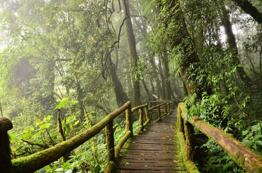 Chiang Mai: Pha Dok Siew Nature Trail & Doi Inthanon Trip - White Karen Coffee Plantation: A Real Taste Stop (Not Just a Break)