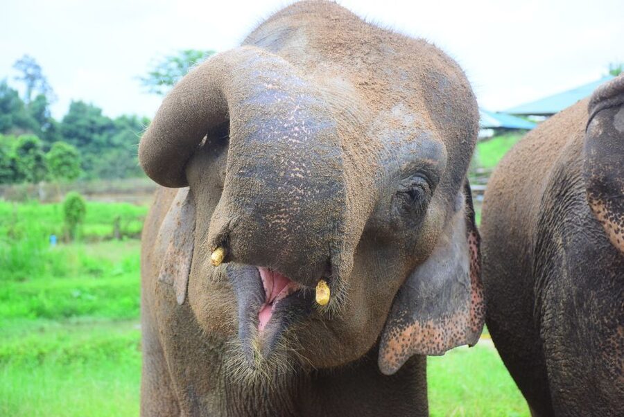 Chiang Mai: Private Elephant Care Experience for Couples - Mud Bathing and Scrubbing: Elephant Care You Can See in Action