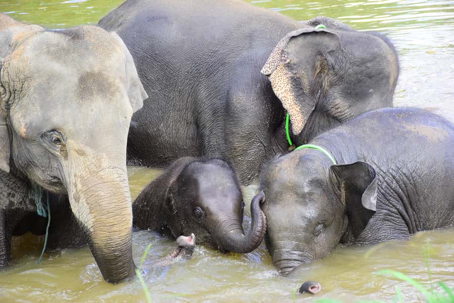 Chiang Mai: Private Elephant Care Experience for Couples - Relaxing Break and Mountain Scenery After the Mud