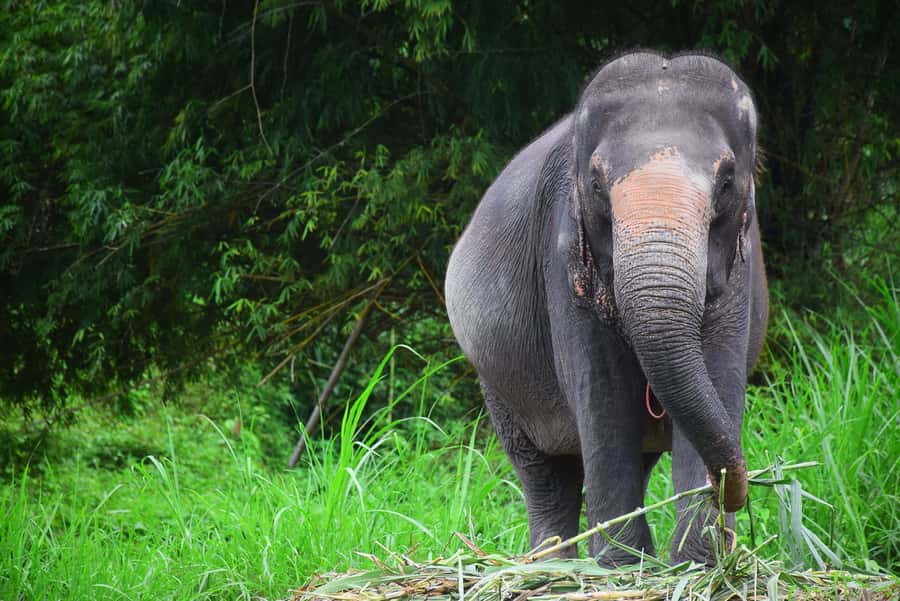 Chiang Mai: Private Elephant Care Experience for Couples - Price and Value: What $385 for Two Really Covers