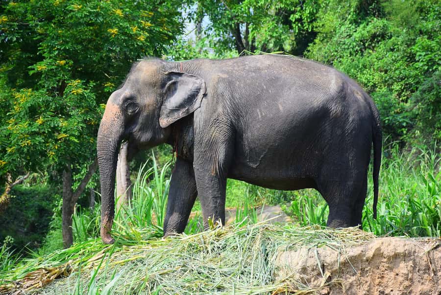 Chiang Mai: Private Elephant Care Experience for Couples - Who Should Book This Couples Elephant Day (and Who Should Skip It)