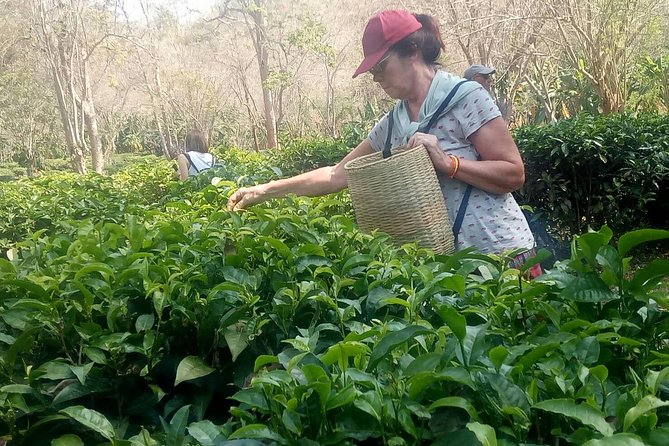 Chiang Mai Private Tour with Tea Plantation, Karen Village, Doi Suthep - A full day outside Chiang Mai city limits