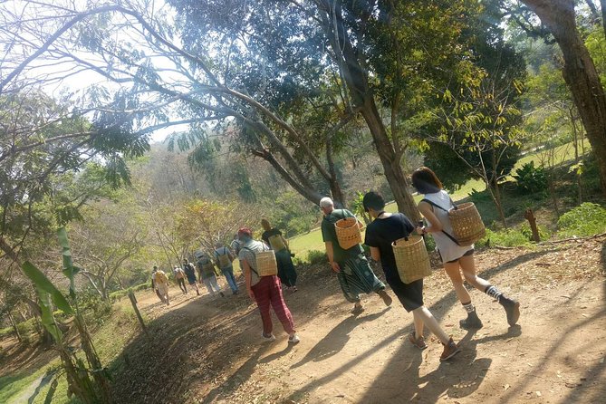 Chiang Mai Private Tour with Tea Plantation, Karen Village, Doi Suthep - The guide can make or break the day (and here, it’s a strength)