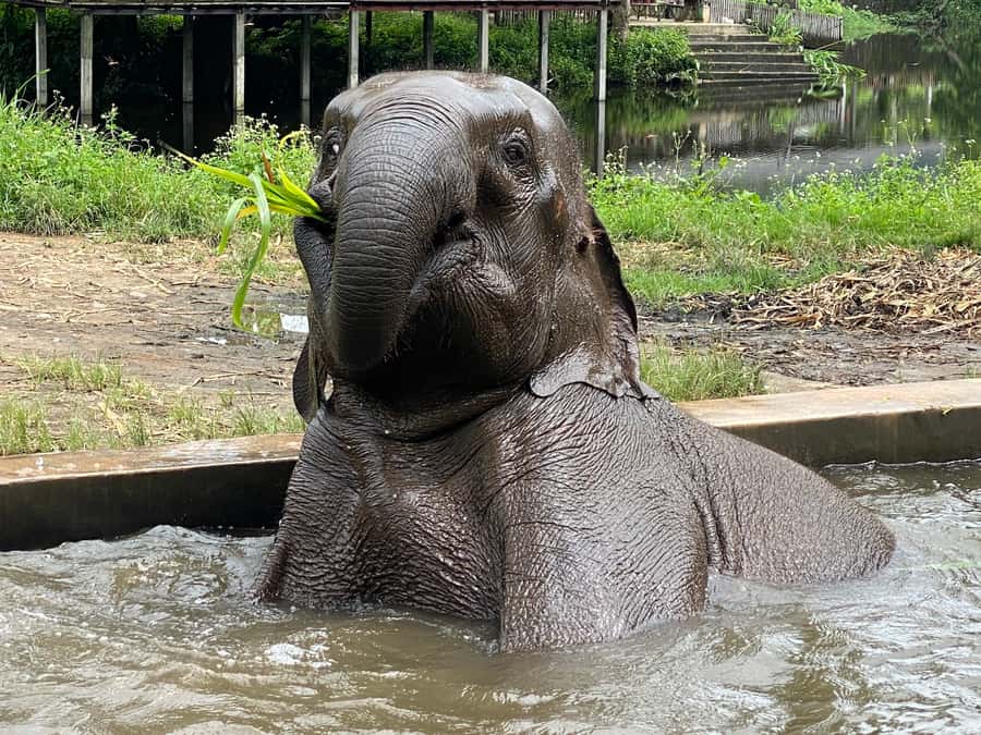 Chiang Mai: Small Group Ethical Elephant Sanctuary Tour - Key Things That Make This Elephant Tour Worth Your Time