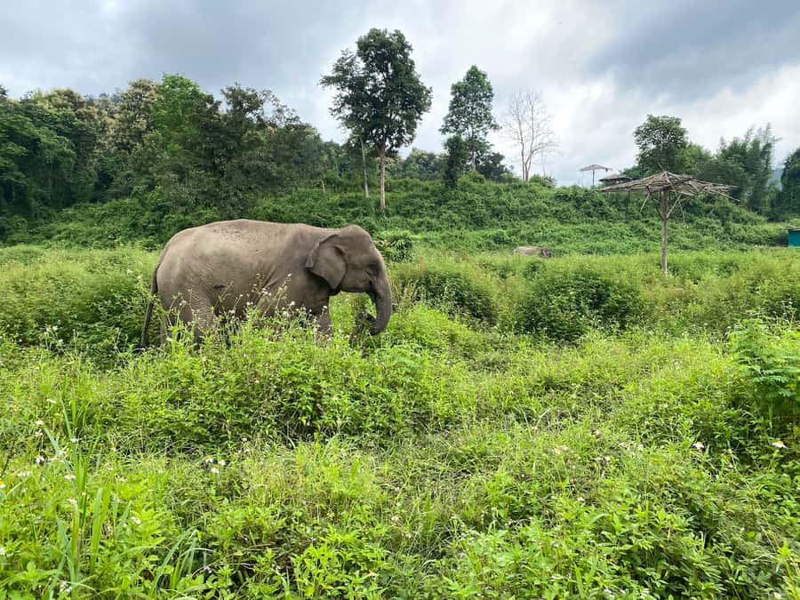 Chiang Mai: Small Group Ethical Elephant Sanctuary Tour - First Stop: What You’re Really Signing Up For (No Riding, More Choice)