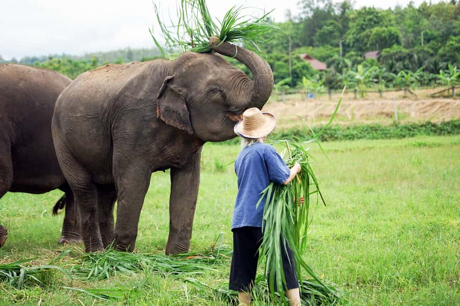 Chiang Mai: Small Group Ethical Elephant Sanctuary Tour - The Van Ride Into Northern Mountains: Comfort That Gets You Ready