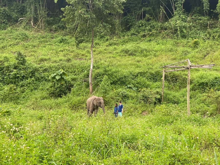 Chiang Mai: Small Group Ethical Elephant Sanctuary Tour - Up Close Without the Hard Sell: Feeding Bananas and Sugar Cane