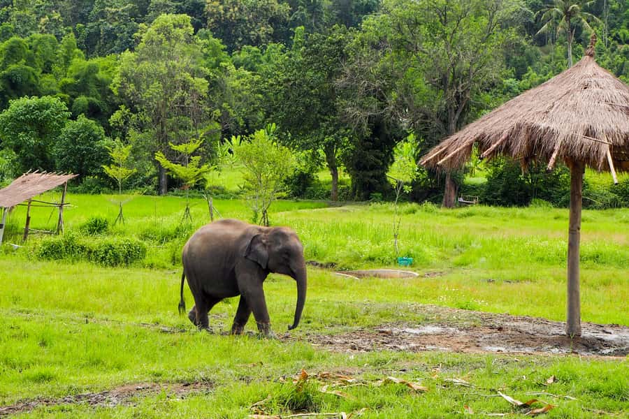 Chiang Mai: Small Group Ethical Elephant Sanctuary Tour - Mud Bath and River Bathing: Why It’s More Than Just Fun