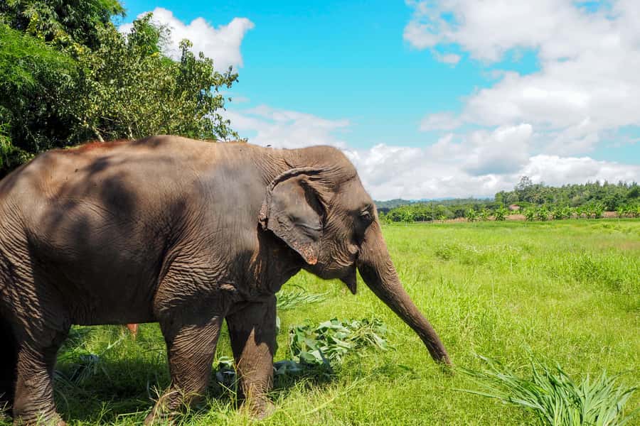 Chiang Mai: Small Group Ethical Elephant Sanctuary Tour - Lunch Inside the Sanctuary: Homemade Thai-Style Vegetarian Food